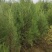 定植侧柏1.5米1.8米2米土球苗量大自产自销
