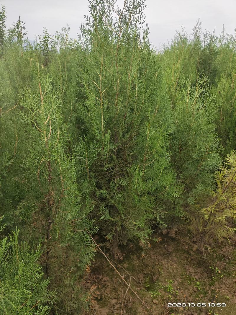 定植侧柏1.5米1.8米2米土球苗量大自产自销