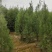定植侧柏1.5米1.8米2米土球苗量大自产自销