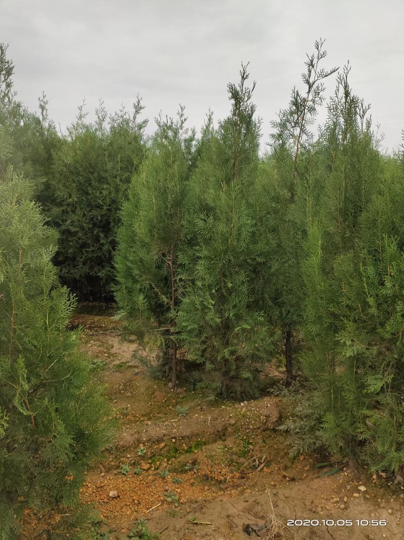 定植侧柏1.5米1.8米2米土球苗量大自产自销