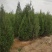 定植侧柏1.5米1.8米2米土球苗量大自产自销