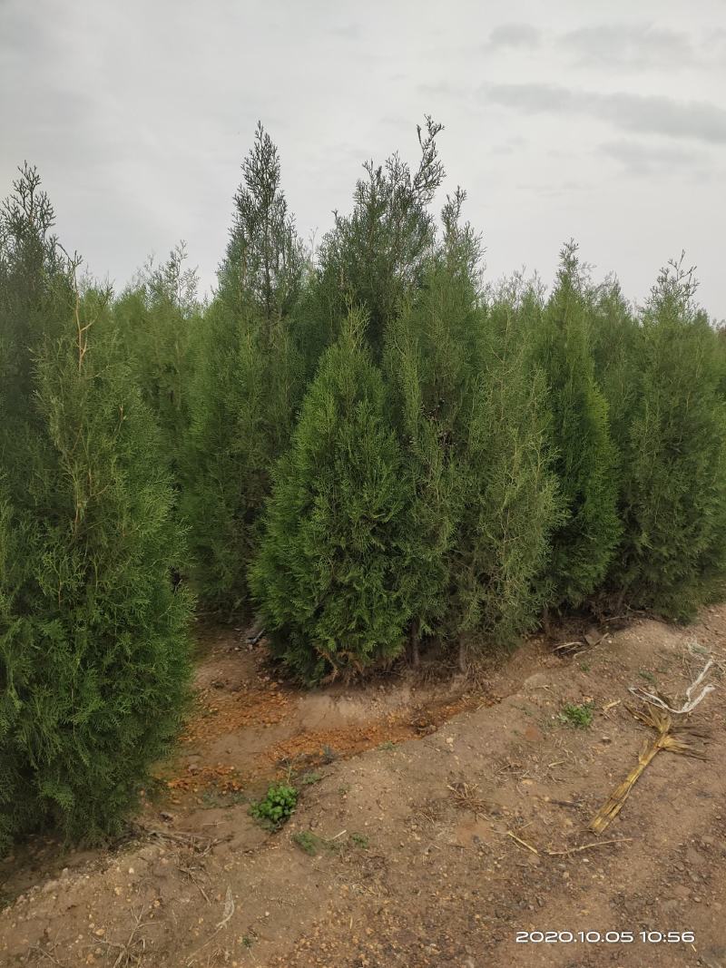 定植侧柏1.5米1.8米2米土球苗量大自产自销
