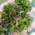萍逢草荇菜小茨藻眼子菜轮叶黑藻菹草狐尾藻金鱼藻龙须眼子菜