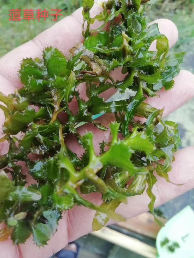 萍逢草荇菜小茨藻眼子菜轮叶黑藻菹草狐尾藻金鱼藻龙须眼子菜