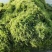 萍逢草荇菜小茨藻眼子菜轮叶黑藻菹草狐尾藻金鱼藻龙须眼子菜