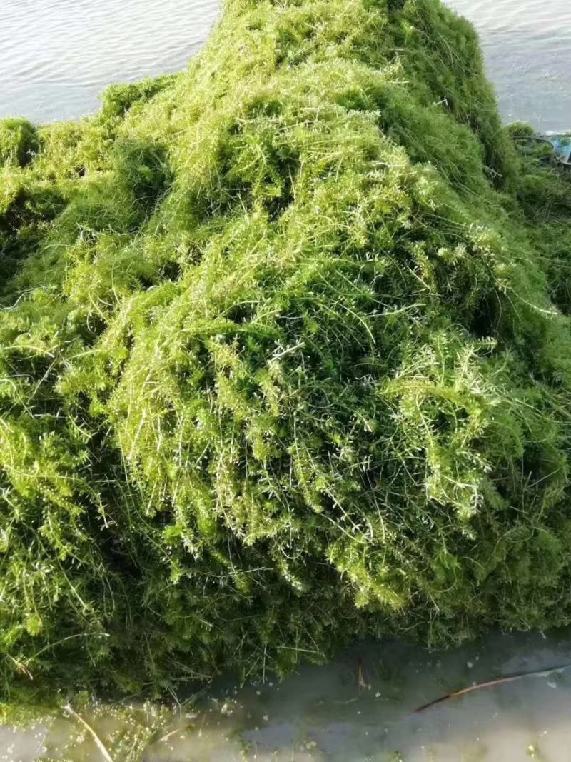 萍逢草荇菜小茨藻眼子菜轮叶黑藻菹草狐尾藻金鱼藻龙须眼子菜