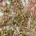 萍逢草荇菜小茨藻眼子菜轮叶黑藻菹草狐尾藻金鱼藻龙须眼子菜