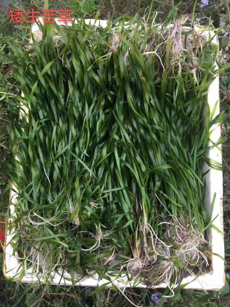 萍逢草荇菜小茨藻眼子菜轮叶黑藻菹草狐尾藻金鱼藻龙须眼子菜