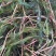 萍逢草荇菜小茨藻眼子菜轮叶黑藻菹草狐尾藻金鱼藻龙须眼子菜