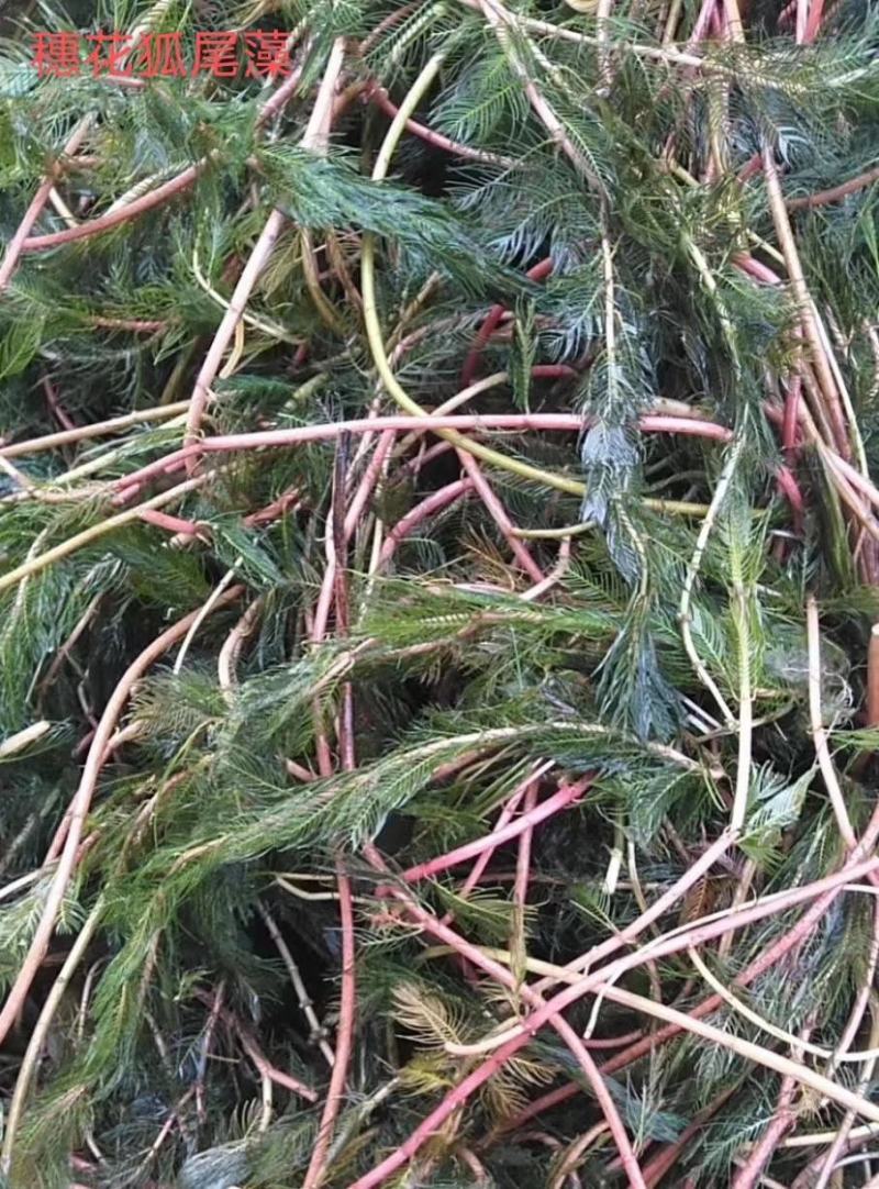 萍逢草荇菜小茨藻眼子菜轮叶黑藻菹草狐尾藻金鱼藻龙须眼子菜