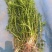 萍逢草荇菜小茨藻眼子菜轮叶黑藻菹草狐尾藻金鱼藻龙须眼子菜