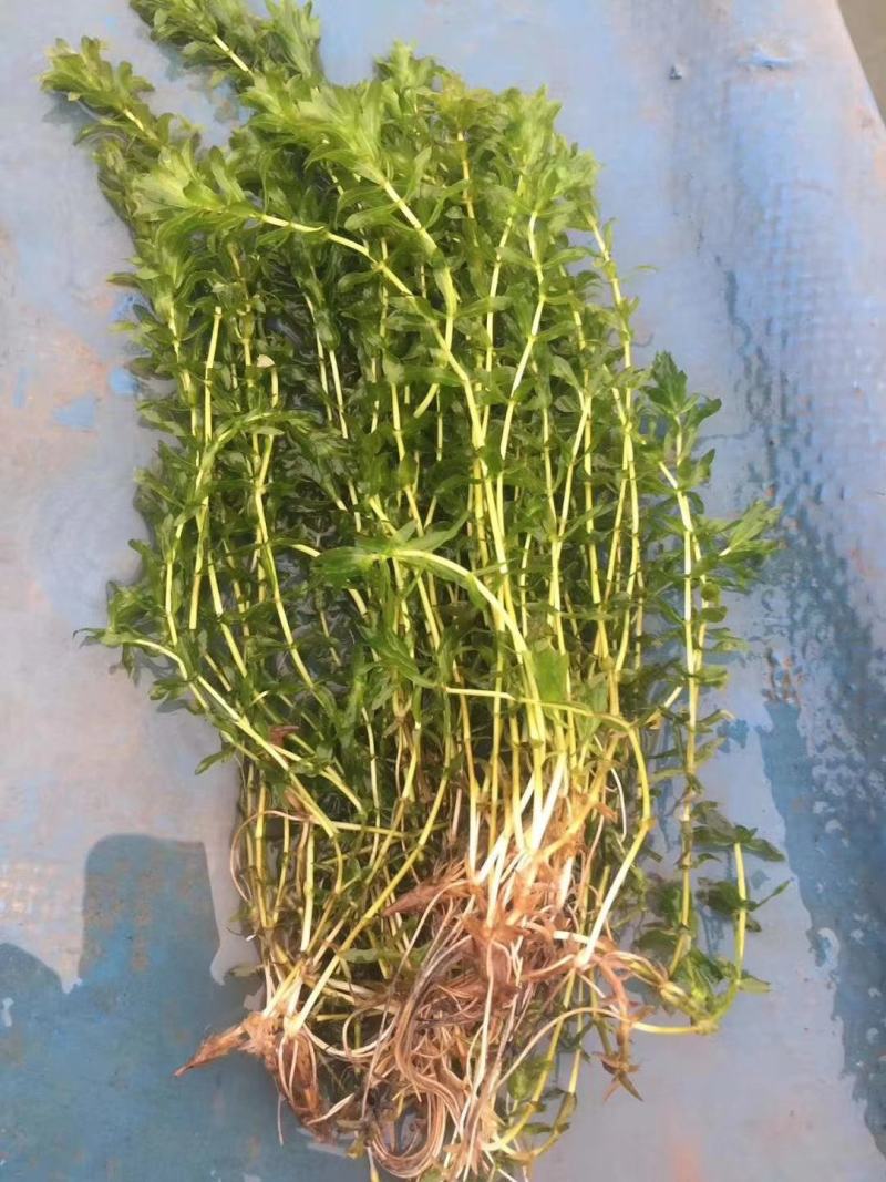 萍逢草荇菜小茨藻眼子菜轮叶黑藻菹草狐尾藻金鱼藻龙须眼子菜