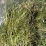 萍逢草荇菜小茨藻眼子菜轮叶黑藻菹草狐尾藻金鱼藻龙须眼子菜