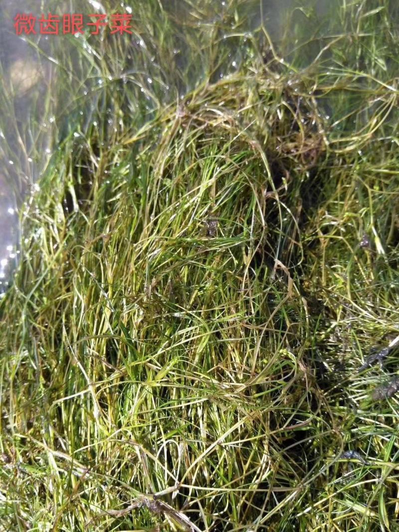 萍逢草荇菜小茨藻眼子菜轮叶黑藻菹草狐尾藻金鱼藻龙须眼子菜