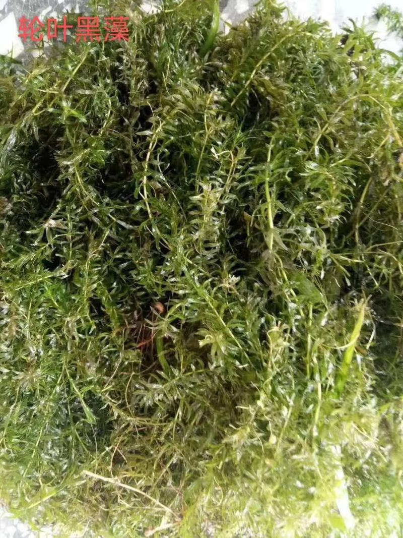 萍逢草荇菜小茨藻眼子菜轮叶黑藻菹草狐尾藻金鱼藻龙须眼子菜