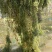 萍逢草荇菜小茨藻眼子菜轮叶黑藻菹草狐尾藻金鱼藻龙须眼子菜