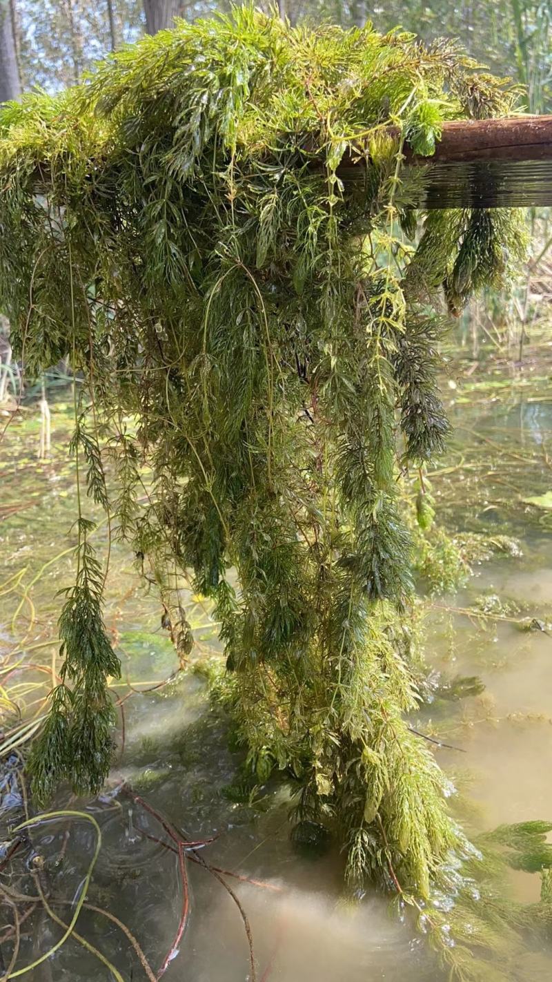 萍逢草荇菜小茨藻眼子菜轮叶黑藻菹草狐尾藻金鱼藻龙须眼子菜