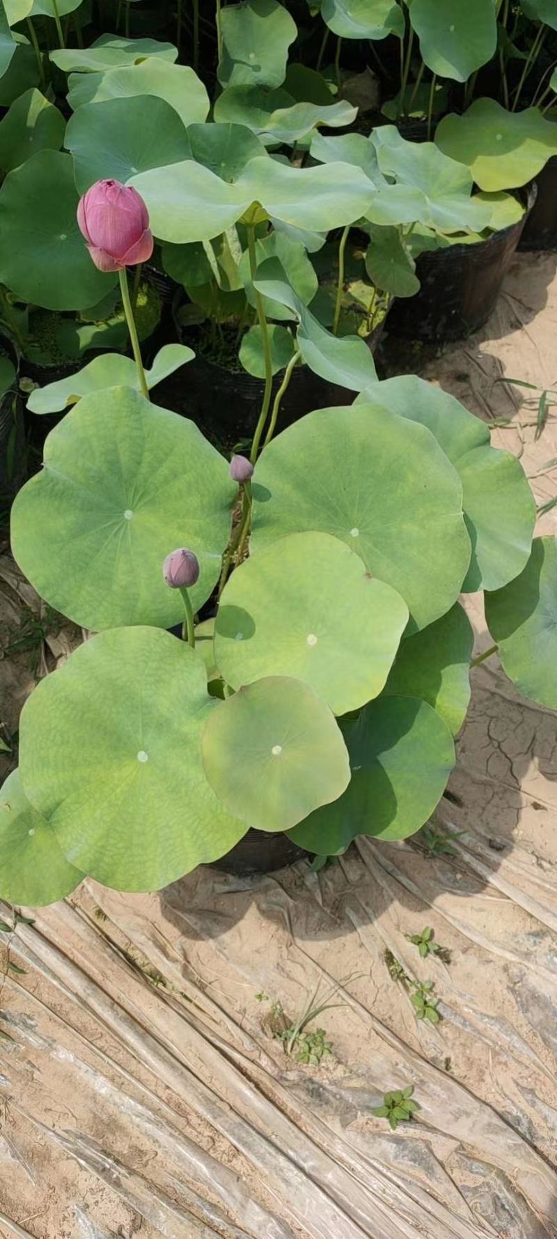 芦苇苗，保质保量，水生植物批发，水生植物基地
