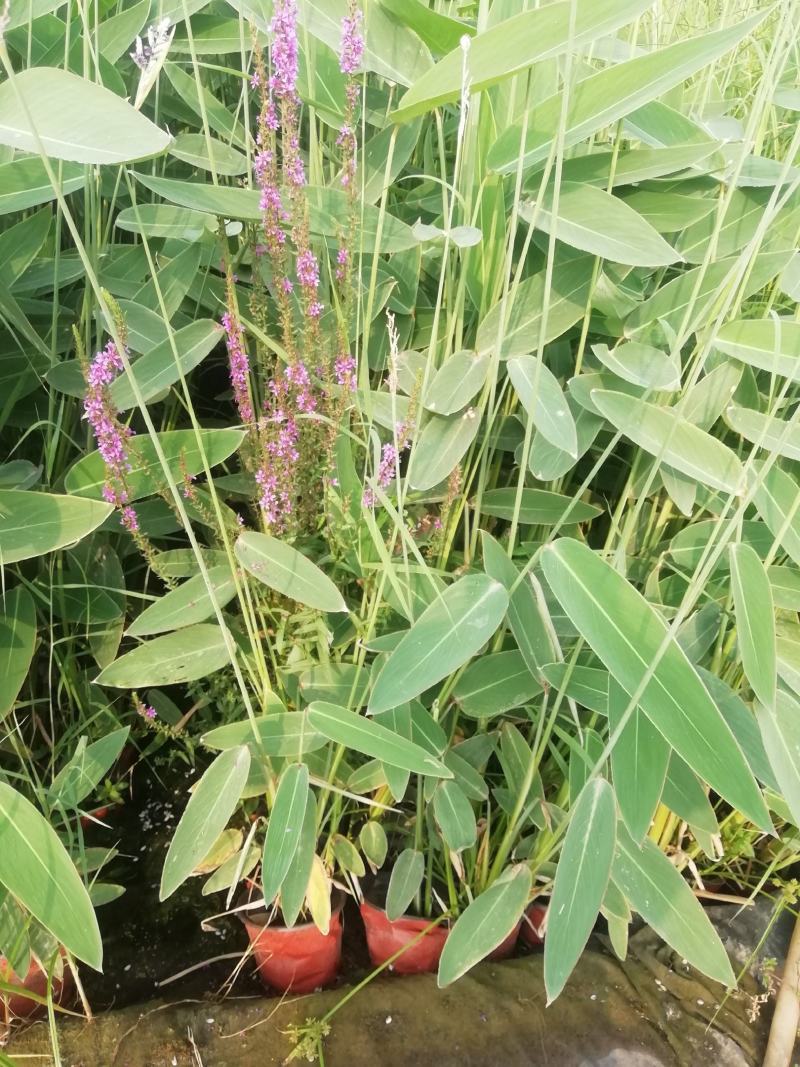 芦苇苗，保质保量，水生植物批发，水生植物基地