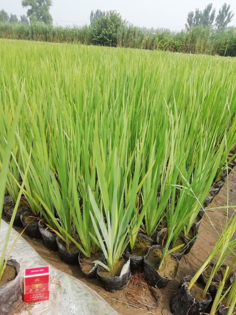 芦苇苗，保质保量，水生植物批发，水生植物基地