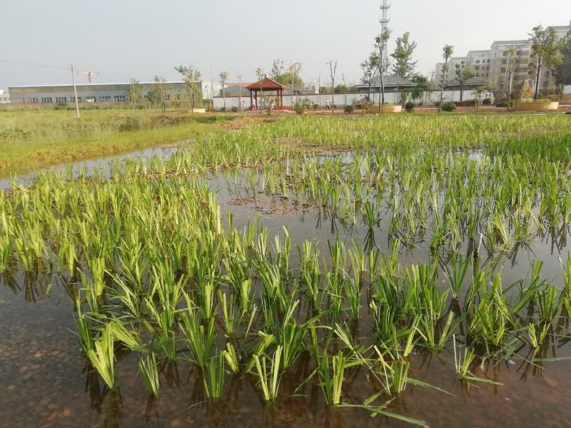 芦苇苗，保质保量，水生植物批发，水生植物基地