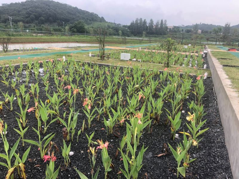 芦苇苗，保质保量，水生植物批发，水生植物基地