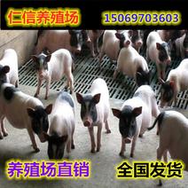 巴马香猪价格纯种巴马香猪养殖场两月龄小香猪价格