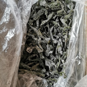 烘干海带结，海洋蔬菜，无沙无黄叶，厂家直销。