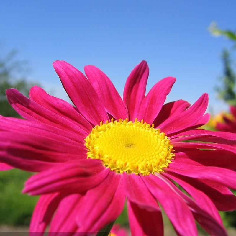 除虫菊种子驱蚊草驱虫菊防蚊驱蚊花多年生花种籽子盆栽花卉花