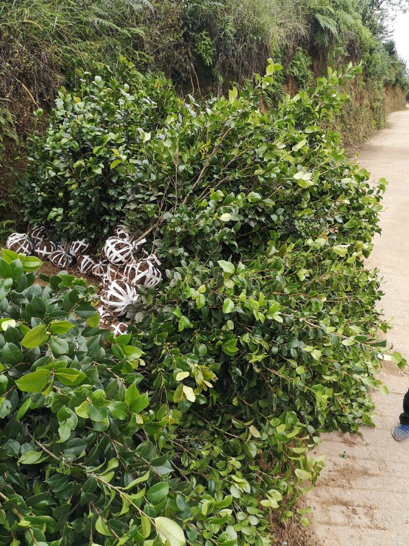 高县泳清茶花种植场长年供应茶花（山茶花）