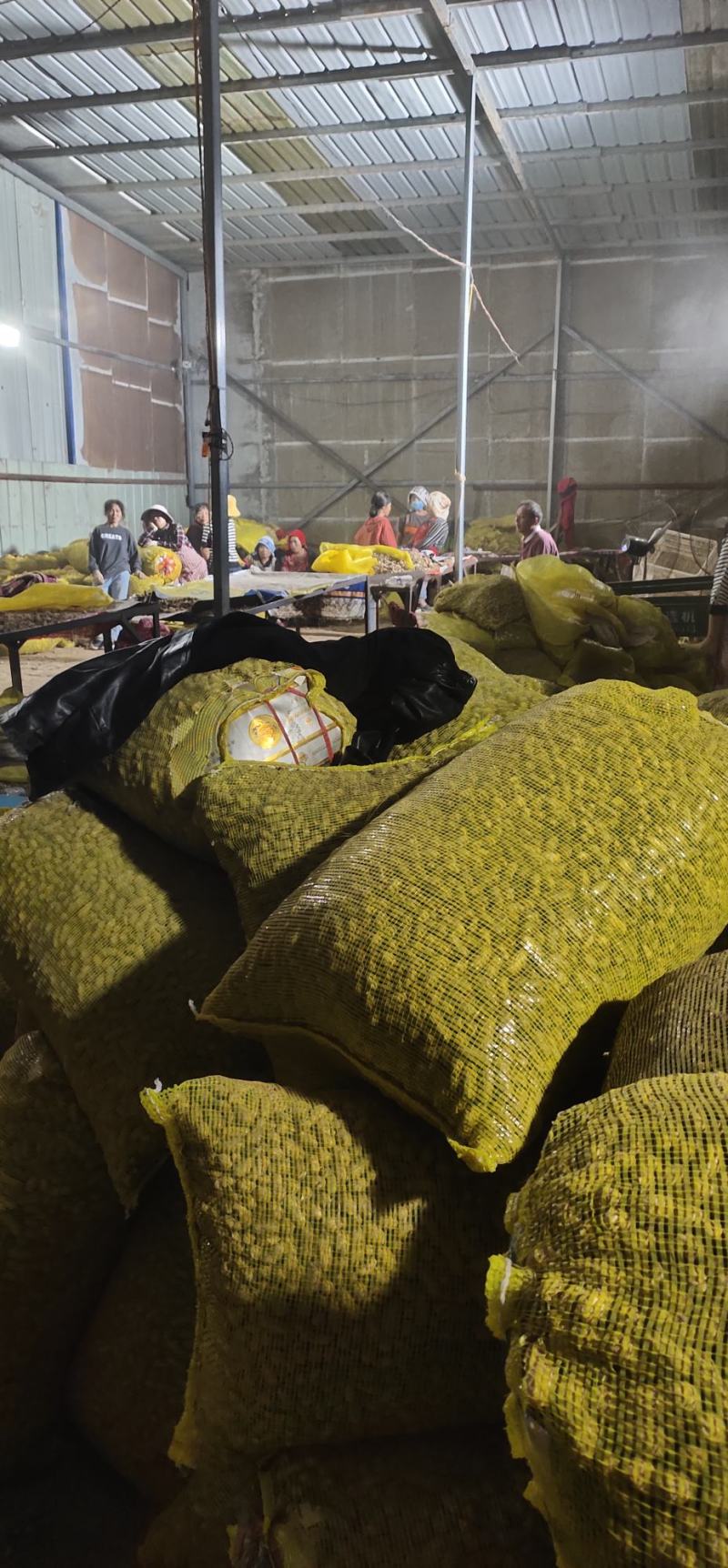 精品鲜花生，小白沙，大吨位供应，电商市场超市档口加工厂