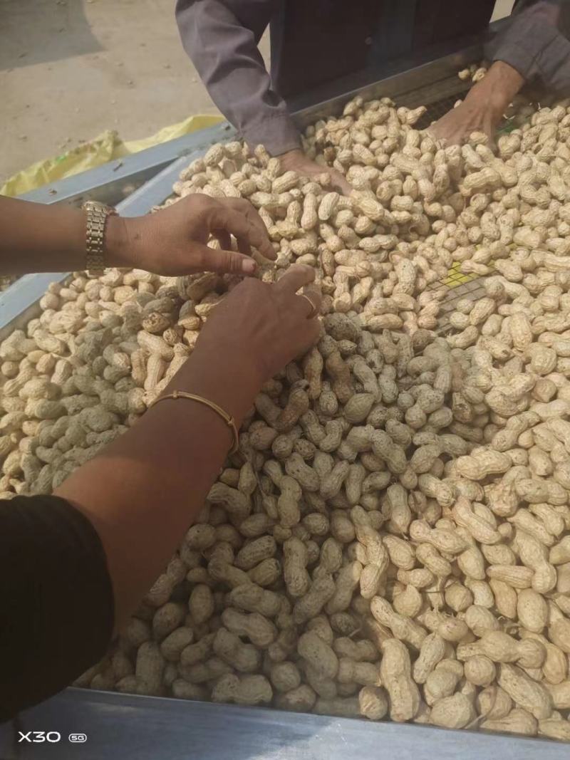 精品鲜花生，小白沙，大吨位供应，电商市场超市档口加工厂