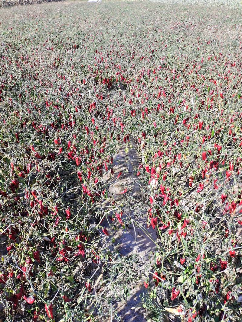 北京红红辣椒色素辣椒产地直供北京红辣椒