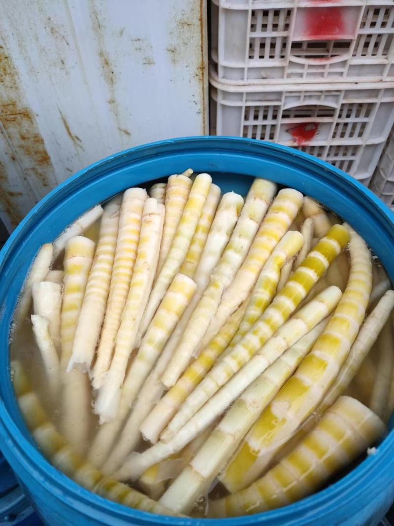 【新鲜】2020精品清水笋口感爽脆量大价优欢迎咨询