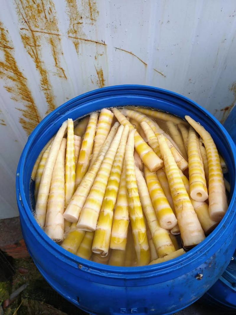 【新鲜】2020精品清水笋口感爽脆量大价优欢迎咨询