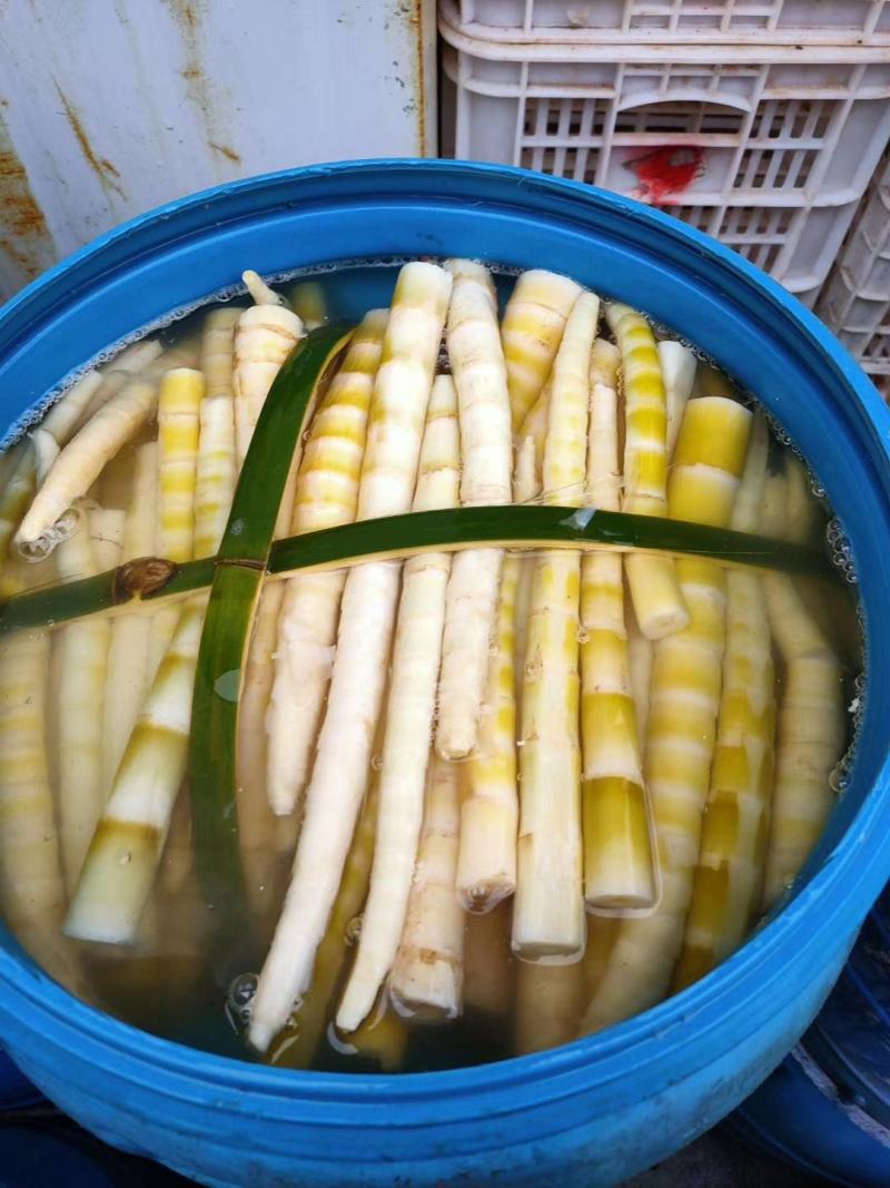 【新鲜】2020精品清水笋口感爽脆量大价优欢迎咨询
