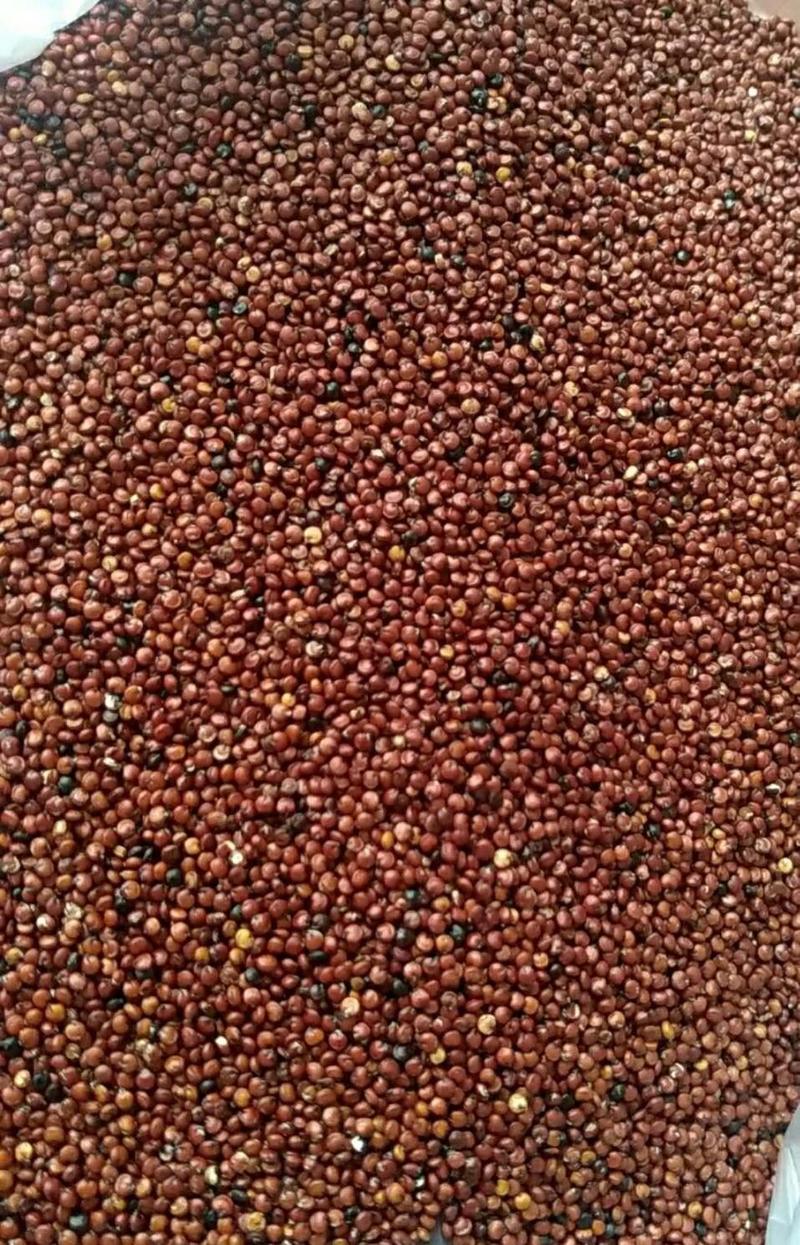 高原种植白藜麦黑藜麦红藜麦三色藜麦，颗粒饱满，品质优良