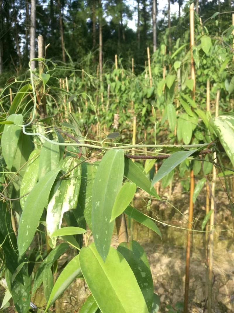 【热卖中】优质土茯苓苗高丰产生长快包结果提供技术