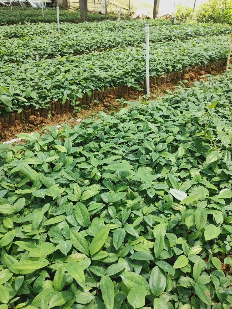 【热卖中】优质土茯苓苗高丰产生长快包结果提供技术