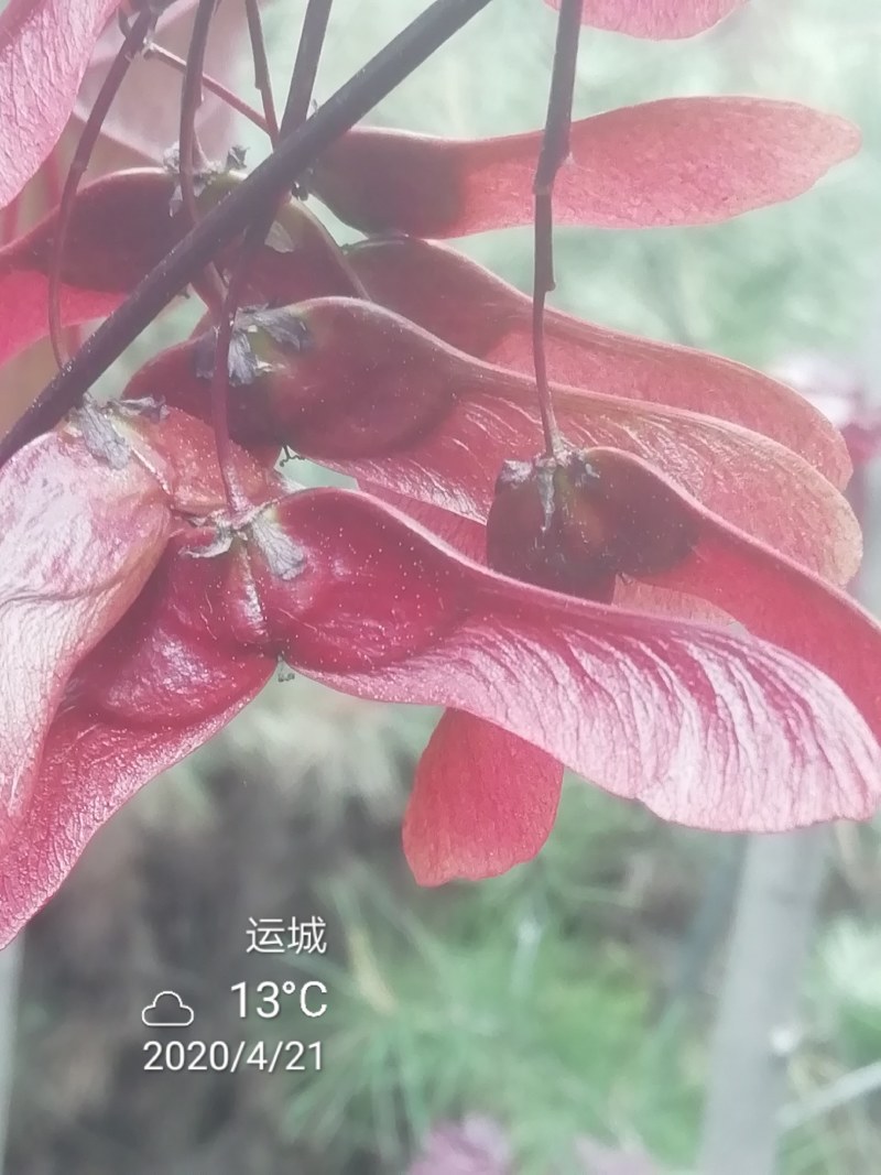 枫树，挪威槭，红枫，红国王枫，紫叶挪威槭，五角枫，红叶