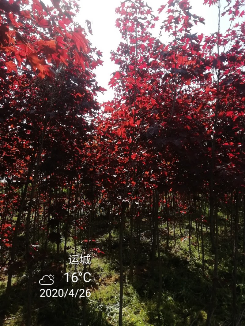 枫树，挪威槭，红枫，红国王枫，紫叶挪威槭，五角枫，红叶