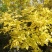 枫树，挪威槭，红枫，红国王枫，紫叶挪威槭，五角枫，红叶