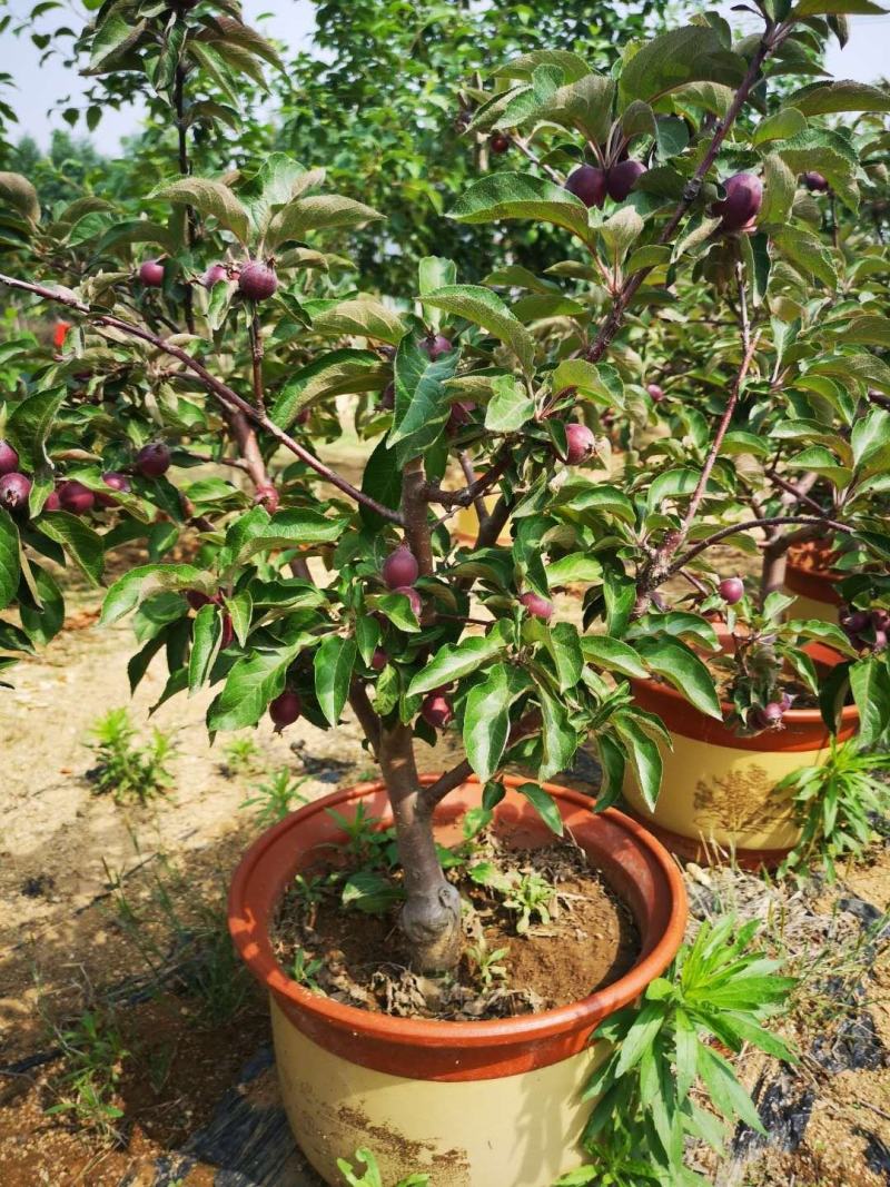 果树盆景特色精品大量供应价格美丽基地直发