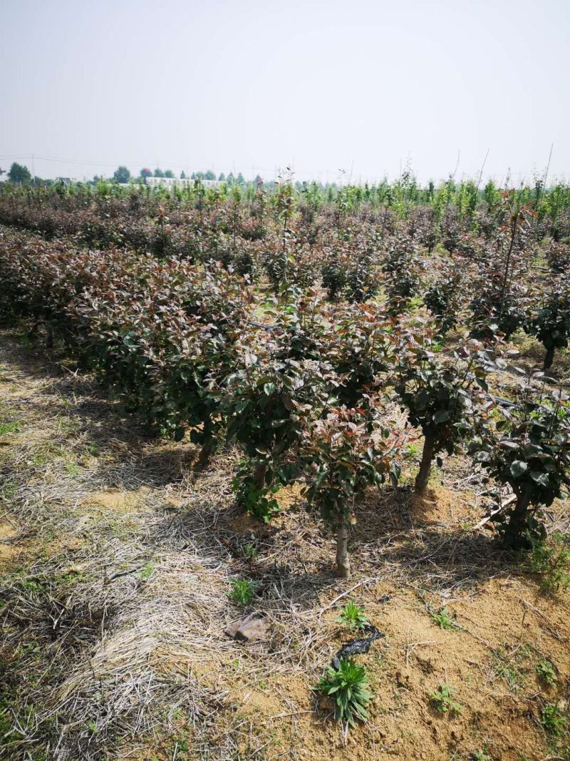 果树盆景特色精品大量供应价格美丽基地直发