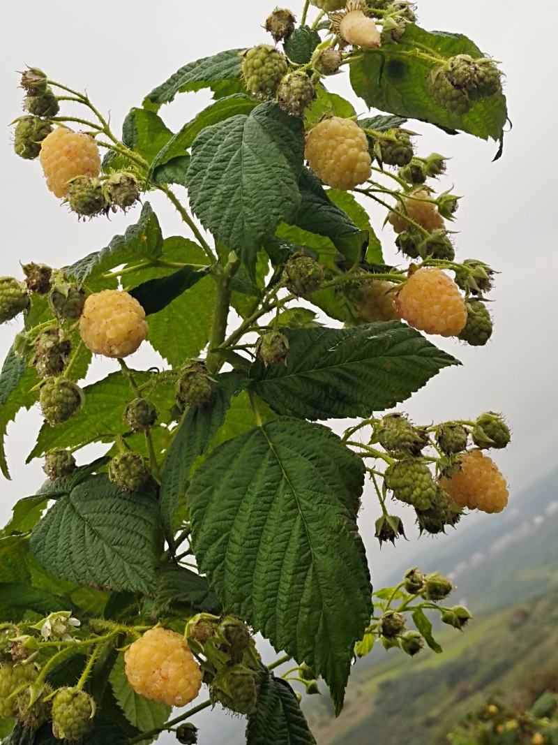 云南双季红树莓苗，品种齐全。