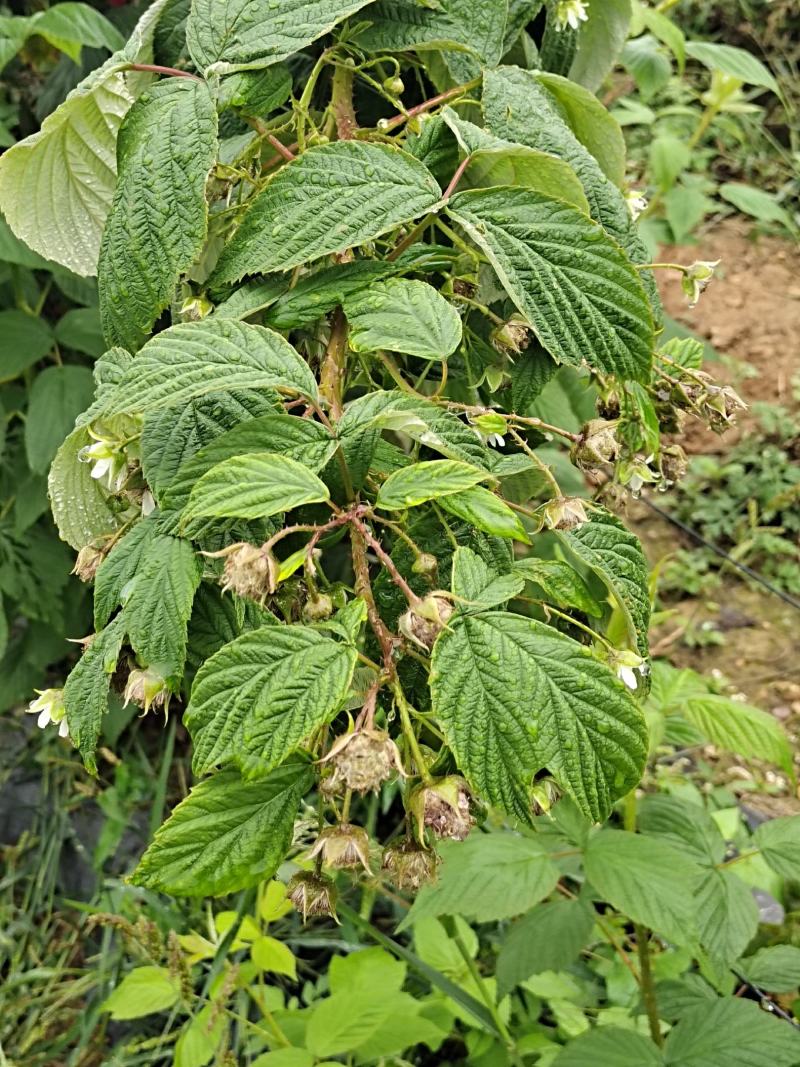 云南双季红树莓苗，品种齐全。