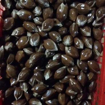 黑榄核乌榄核橄榄核统货