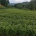 当年枫香苗可以提前定了，马上可以移栽了，欢迎新老客户定购