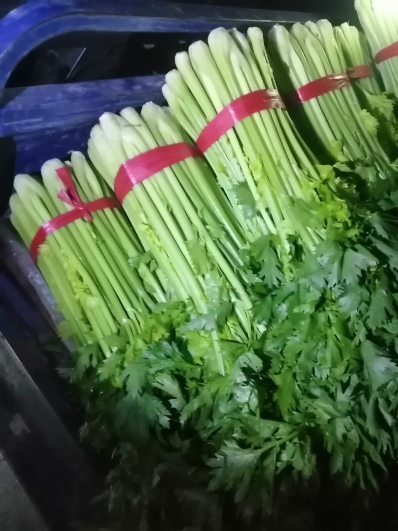 乐亭十月前后的超甜飓风葡萄