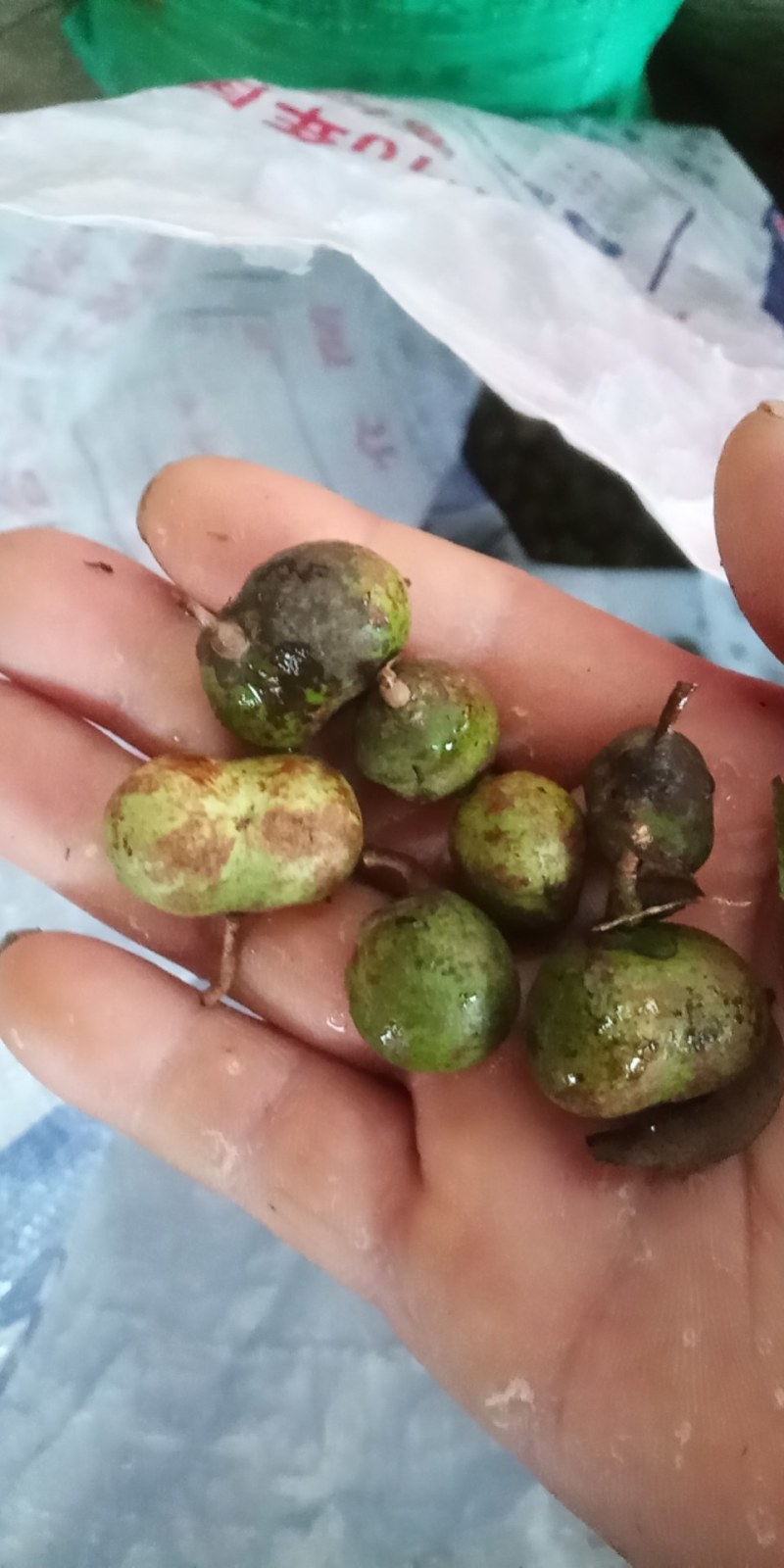 茶叶籽河南信阳毛尖茶叶籽绿茶种子茶叶种子